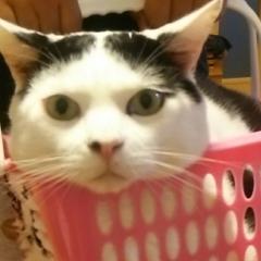 猫好き