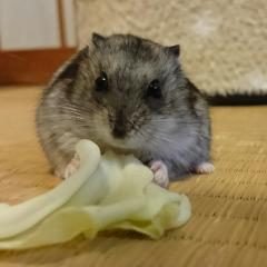 はる