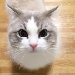 あやき