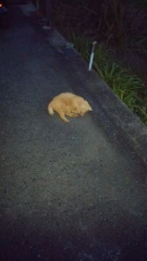 歌舞伎のトーク