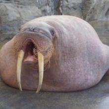 セイウチのトーク