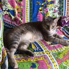 にくへのよくぼう