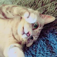 クリス  [香港のK]