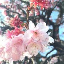 コーキのトーク