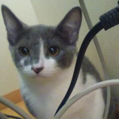 mameneko