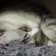 音泉たまご（邦楽の部屋）