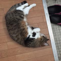 リトーク、写真