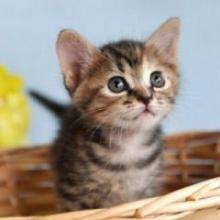 森本 弥佑のトーク