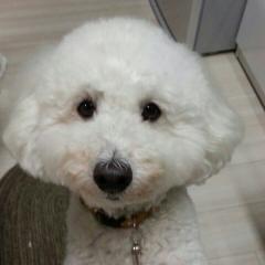 吉乃(よっしー)