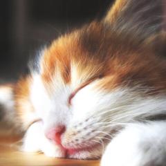 タナカのトーク