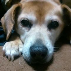 瑠稀葵の独り言☆*。