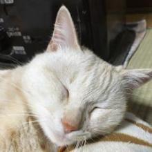 トールのトーク