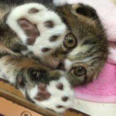 ひこちゃん