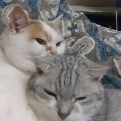ユー