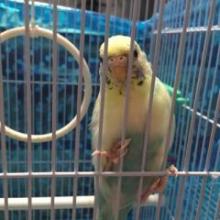 シュガーミントのトーク