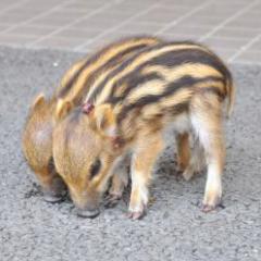 とんとん🐗