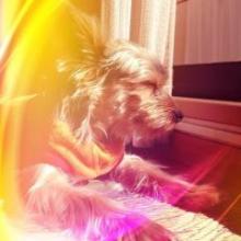 Yukie Kawashimaのトーク