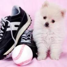 かわむらみくなのトーク