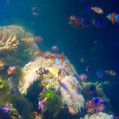 チョコミント🍫🌱