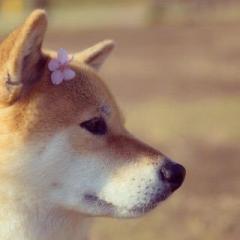 もも
