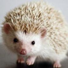 岡部凌生のトーク