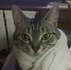 おーの
