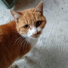 よっしー