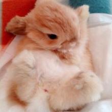 はまむのトーク