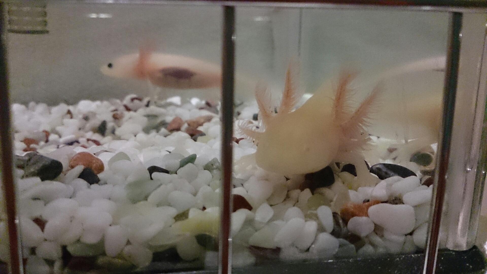 えくぼちゃん家のウーパールーパー日記 755