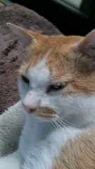 daiko