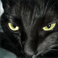 黒猫スーモ