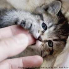 ひかりのトーク