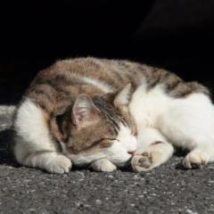 ＢＨＳ推しごと部