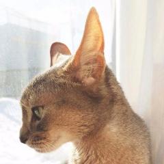 かみふく