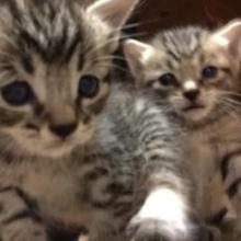 🐱
