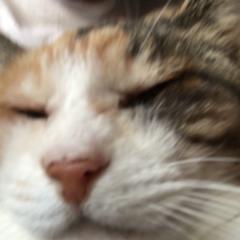 ねこもて