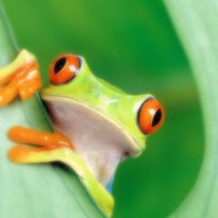 カエルのトーク