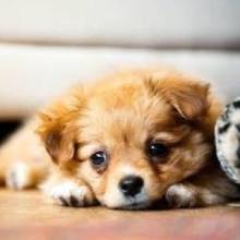 あゆみのトーク