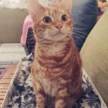 しんえいのトーク