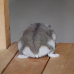 じ の