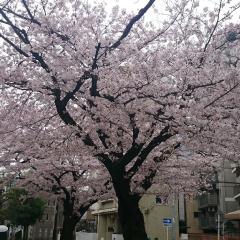 伶(•ω•じゅりれな•ω•)@台湾のトーク