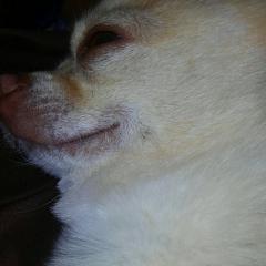 ひかぴよのトーク