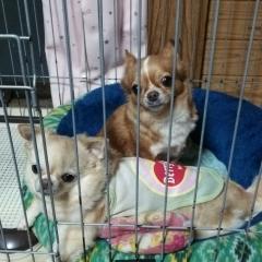 ボカロ好き集まれ