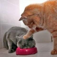 さーのトーク