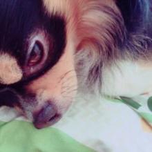 コテツのトーク