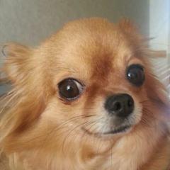 抹茶黒蜜きな粉餅