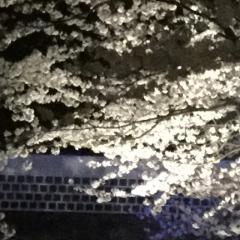 もふたぬきのトーク