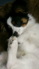 白木蓮Σ(￣ロ￣lll)