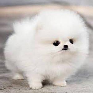 まこりんのトーク