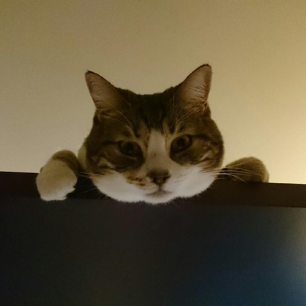 あきほっち